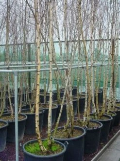 Meerstammige Berk (Betula Pendula) -Planten Verkoopwinkel 041betulapendulameerstammmig 4 1