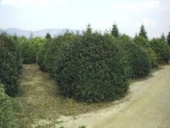 Camelia (Camellia Sasanqua) -Planten Verkoopwinkel 057camelliasasanquabol 45 9 2