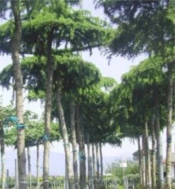 Ceder Als Dakboom (Cedrus Deodara 'Pendula') -Planten Verkoopwinkel 077cedrusdeodarapenduladakvorm 3