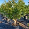 Granaatappel Als Solitair (Punica Granatum) -Planten Verkoopwinkel 0d70ea46 8976 408d 9b48 acb41f65187b 1