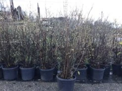 Winterzoet (Chimonanthus Praecox) 10 Winterzoet (Chimonanthus Praecox) -Planten Verkoopwinkel 10