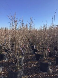 Kornoelje (Cornus Kousa 'Schmetterling') -Planten Verkoopwinkel 12