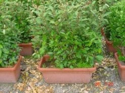 Olijfwilg Meeneemhaag (Elaeagnus Ebbingei) -Planten Verkoopwinkel 125eleagnusebbingeimeeneemhaag 1