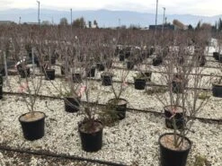 Kornoelje (Cornus Kousa 'Schmetterling') -Planten Verkoopwinkel 13