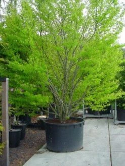 Varenbeuk (Fagus Syvatica 'Asplenifolia' ) 8 Varenbeuk (Fagus Syvatica 'Asplenifolia' ) -Planten Verkoopwinkel 132fagussyl.asplenifoliasolt 6 1