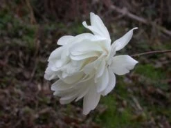 Beverboom (Magnolia Loebneri 'Wildcat') -Planten Verkoopwinkel 139895 2 x loebneri wildcat 319