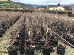 Kornoelje (Cornus Kousa 'Schmetterling') -Planten Verkoopwinkel 14 1