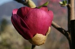 Beverboom (Magnolia 'Black Tulip') -Planten Verkoopwinkel 140666 1 m black tulip 385 1