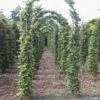 Groene Beukenboog (Fagus Sylvatica ) -Planten Verkoopwinkel 143fagussylvaticaboog 1
