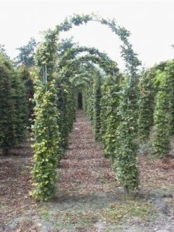 Groene Beukenboog (Fagus Sylvatica )