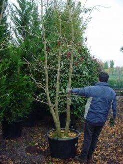 Japanse Notenboom, Meerstammig (Ginkgo Biloba) -Planten Verkoopwinkel 148ginkgobilobameerstammig 4 1