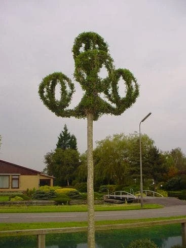 Lantaarnringen (Ligustrum Delavayanum) 1 Lantaarnringen (Ligustrum Delavayanum)