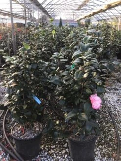 Camelia (Camellia Japonica 'Margaret Davis') -Planten Verkoopwinkel 1 3 1