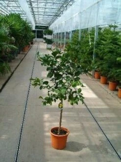 Limoen (Citrofortunella Lemon)