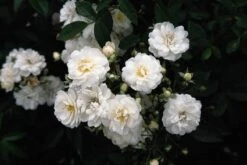 Miniklimroos (Rosa 'Guirlande D'Amour') -Planten Verkoopwinkel 20060518173342 1 2