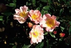 Miniklimroos (Rosa 'Open Arms') -Planten Verkoopwinkel 20060522130052 1 2