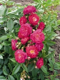 Miniklimroos (Rosa 'Perennial Blue') -Planten Verkoopwinkel 20060522131138 1 3