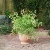 Japanse Esdoorn (Acer Palmatum 'Koto-no-ito') -Planten Verkoopwinkel 20060523130328 1