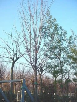 Rode Esdoorn (Acer Rubrum 'Scanlon')