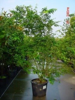 Japanse Esdoorn (Acer Palmatum) -Planten Verkoopwinkel 20070701212919 11