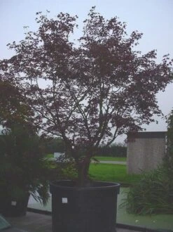 Japanse Esdoorn (Acer Palmatum 'Bloodgood') -Planten Verkoopwinkel 20070701222051 12 2