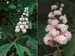 Paardenkastanje (Aesculus Hippocastanum 'Baumannii') -Planten Verkoopwinkel 20070702095331 17