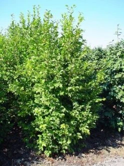 Camelia (Camellia Sasanqua) -Planten Verkoopwinkel 20070711001711 18 9 9 1