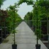 Haagbeuk In Boogvorm (Carpinus Betulus 'Fastigiata' ) -Planten Verkoopwinkel 20070717190900 1