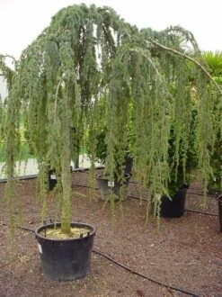 Treurceder Als Boom (Cedrus Libani 'Glauca Pendula') -Planten Verkoopwinkel 20070814155015 9 2