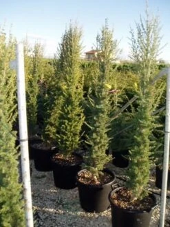 Zuilvormige Ceder (Cedrus Libani 'Fastigiata') -Planten Verkoopwinkel 20070814180447 11 1