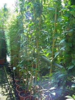 Bosrank, Groenblijvend (Clematis Armandii) -Planten Verkoopwinkel 20070814193958 5 3