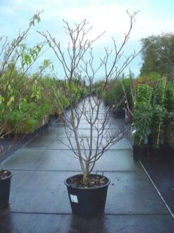 Reuzenkornoelje (Cornus Controversa 'Variegata') -Planten Verkoopwinkel 20070816183642 11