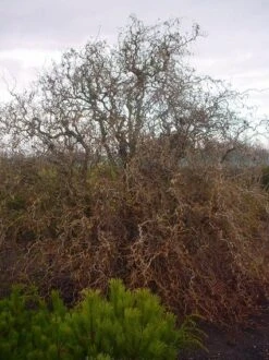 Kronkelhazelaar (Corylus Avellana 'Contorta') -Planten Verkoopwinkel 20070817145524 35 7