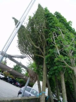 Meidoorn Als Boom (Crataegus Monogyna 'Stricta') -Planten Verkoopwinkel 20070903131312 10 1