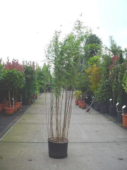 Bamboe (Fargesia Nitida 'Nymphenburg') 2 Bamboe (Fargesia Nitida 'Nymphenburg') - Afbeelding 2