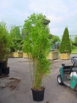 Niet Woekerende Bamboe (Fargesia 'Great Wall') -Planten Verkoopwinkel 20070905151255 7 2