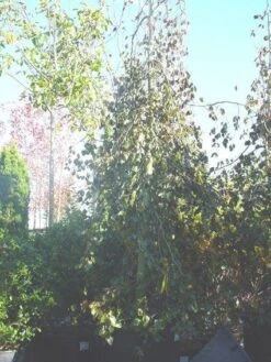 Rode Treurbeuk (Fagus Sylvatica 'Purple Fountain') 10 Rode Treurbeuk (Fagus Sylvatica 'Purple Fountain') -Planten Verkoopwinkel 20070905224304 11