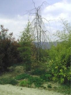 Treurbeuk (Fagus Sylvatica 'Pendula') -Planten Verkoopwinkel 20070905225726 14