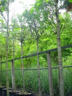 Kweepeer (Cydonia Oblonga) 9 Kweepeer (Cydonia Oblonga) -Planten Verkoopwinkel 20070907160839 5 1