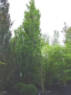 Zuilbeuk (Fagus Sylvatica 'Dawyck')