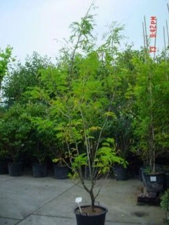Geelbladige Christusdoorn (Gleditsia Triacanthos 'Sunburst') -Planten Verkoopwinkel 20070918224447 35 7