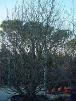 Perzisch IJzerhout Als Struik (Parrotia Persica) -Planten Verkoopwinkel 20071029100211 14