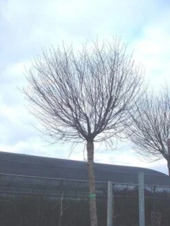 Bolprunus (Prunus Eminens 'Umbraculifera') -Planten Verkoopwinkel 20071030133043 16