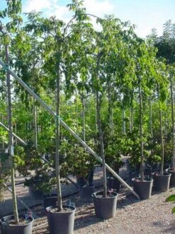 Japanse Treursierkers (Prunus Serrulata 'Kiku-shidare') 6 Japanse Treursierkers (Prunus Serrulata 'Kiku-shidare') -Planten Verkoopwinkel 20071109164514 13 2