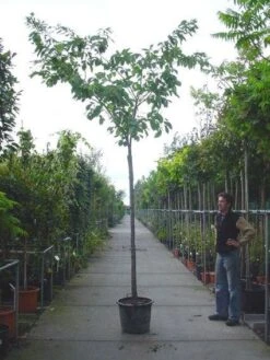 Japanse Sierkers (Prunus Serrulata 'Shirofugen')