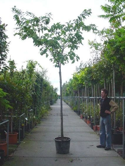 Japanse Sierkers (Prunus Serrulata 'Shirofugen') 1 Japanse Sierkers (Prunus Serrulata 'Shirofugen')