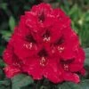 Rhododendron (Rhododendron 'Lord Roberts') -Planten Verkoopwinkel 20071114152649 2 2