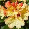 Rhododendron (Rhododendron 'Nancy Evans') -Planten Verkoopwinkel 20071120164505 1