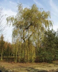 Treurwilg (Salix Sepulcralis 'Chrysocoma') -Planten Verkoopwinkel 20071120223218 14