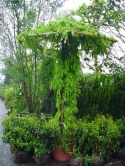 Blauwe Regen (Wisteria Sinensis) -Planten Verkoopwinkel 20071130090736 20